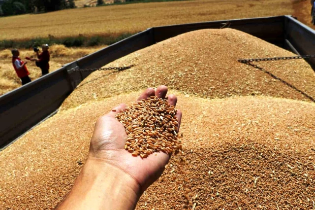 Samsun’da Hasat Sezonu Devam Ediyor