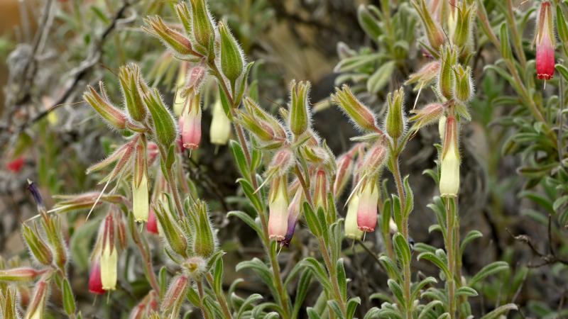 Sosyal medyada gördü izini sürdü: ‘Muğla emceği’ bilim dünyasına kazandırıldı