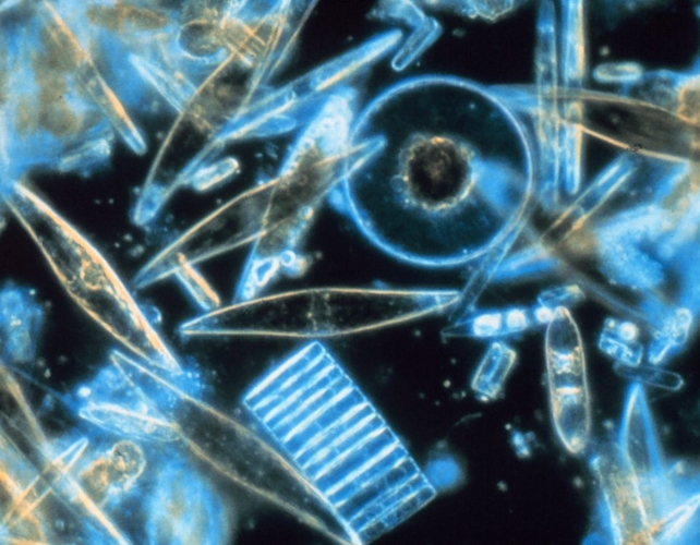 Yapay Tatlandırıcılar, Mikroorganizmaların Felaketi Olabilir