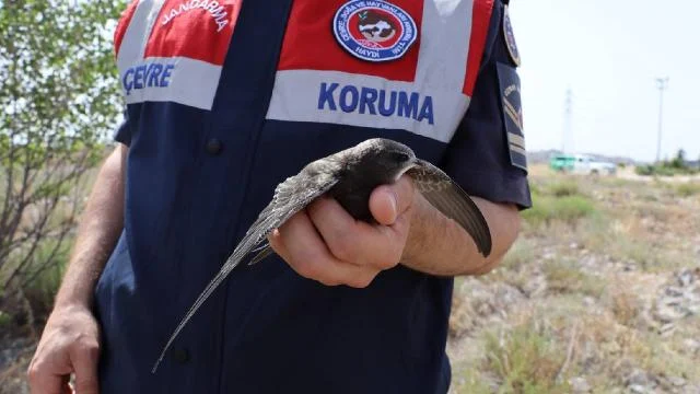 Afyonkarahisar’da bulunan ebabil yavrusu korumaya alındı