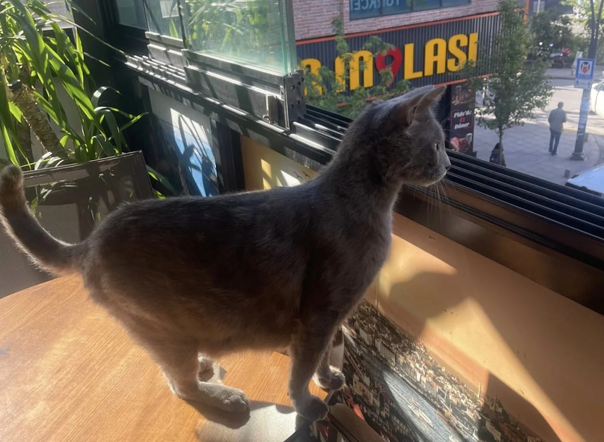 Çağlayan’ın ‘Gri Aslanı’ hem köpeklerin hem de sahiplerinin korkulu rüyası