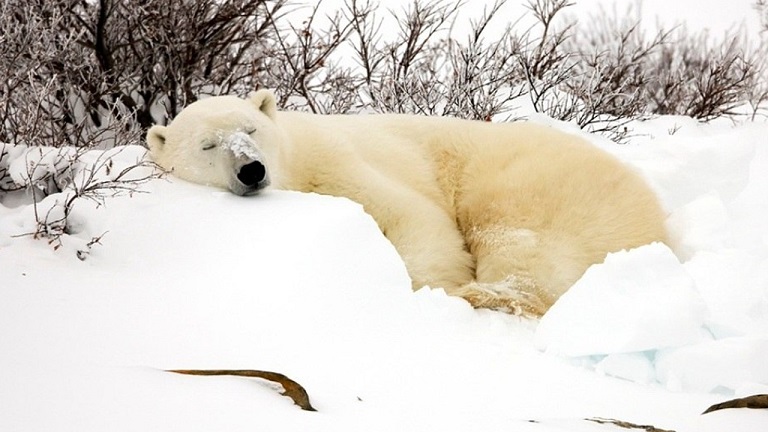 Bazı Hayvanlar Neden Kış Uykusuna Yatar? Sebebi Sadece Soğuktan Korunmak Değil!