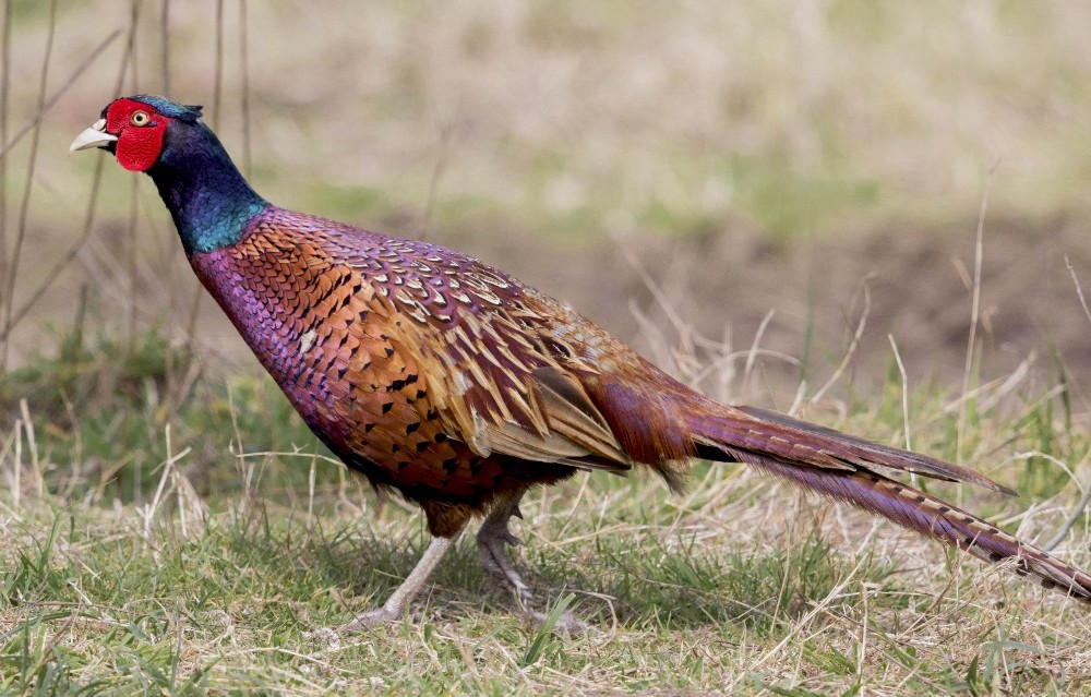 Samsun’dan 5 İle Bin 600 Sülün