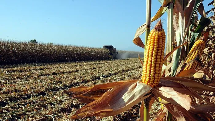 Bafra Ovası’nda mısır hasadı başladı