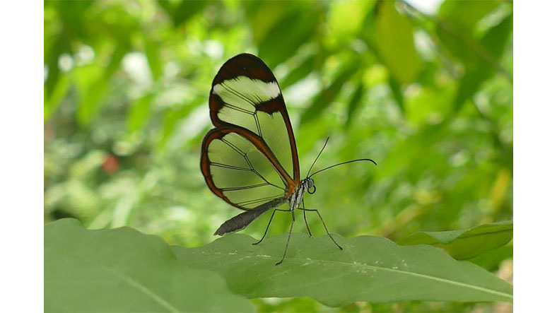 Denizlerde Adım Başı Şeffaf Canlılar Varken Karada Neden Bir Tane Bile Yok?