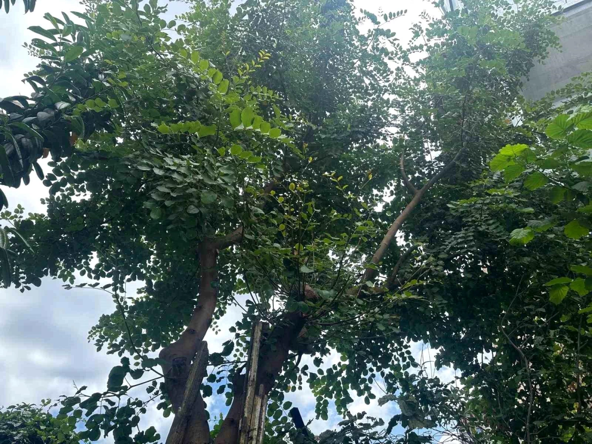 Sinop’ta Keçiboynuzu Ağacı Şaşırttı