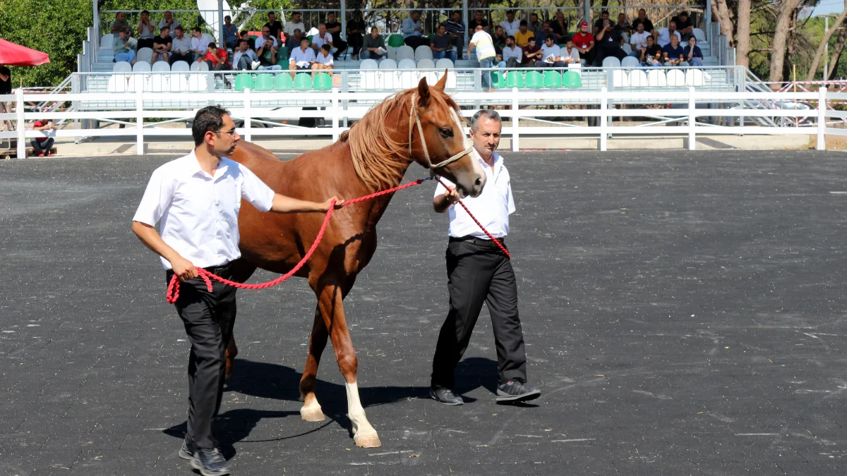 55 Arap koşu tayı açık arttırma usulüyle satıldı.