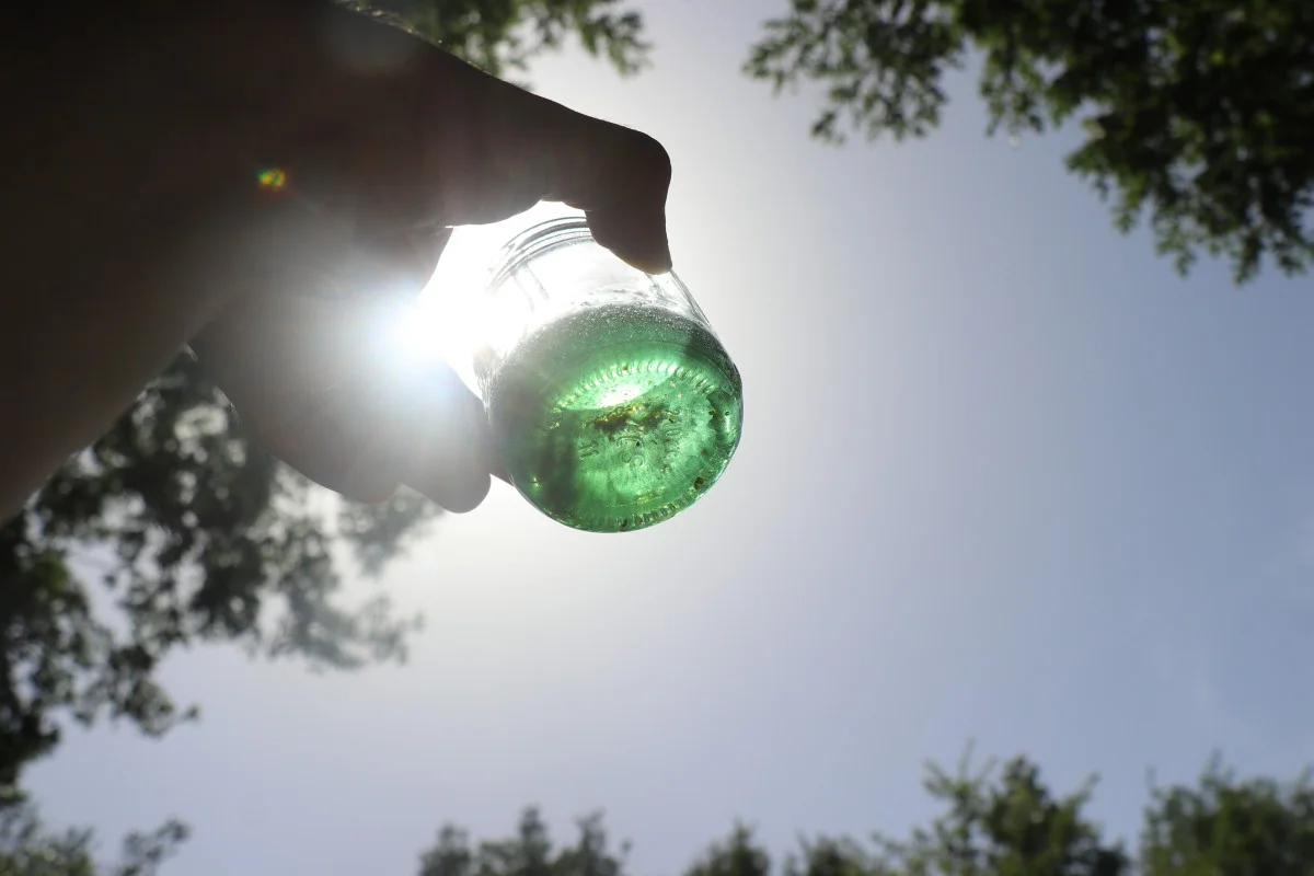 Doğanın bize yeni gizemi; Yeşil Bal