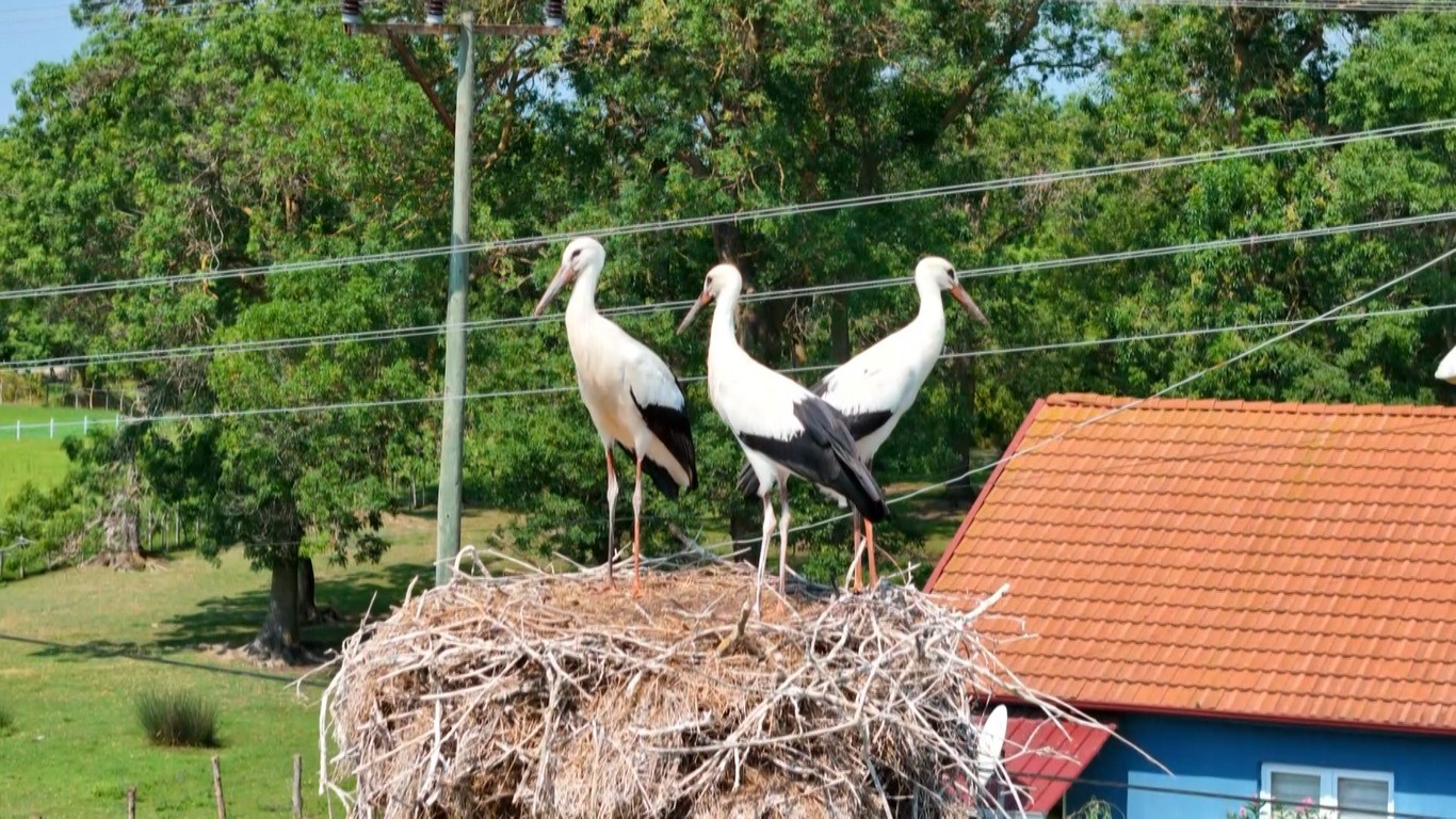 Kızılırmak Deltası Kuş Cenneti’nde Leylek Popülasyonu Artıyor