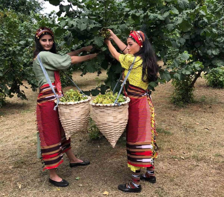 Giresun’da fındık işçisinin yevmiyesi belli oldu