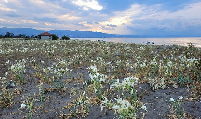 Samsun Çarşamba’da 500 metre uzunluğa sahip kumsal kum zambaklarıyla dolu