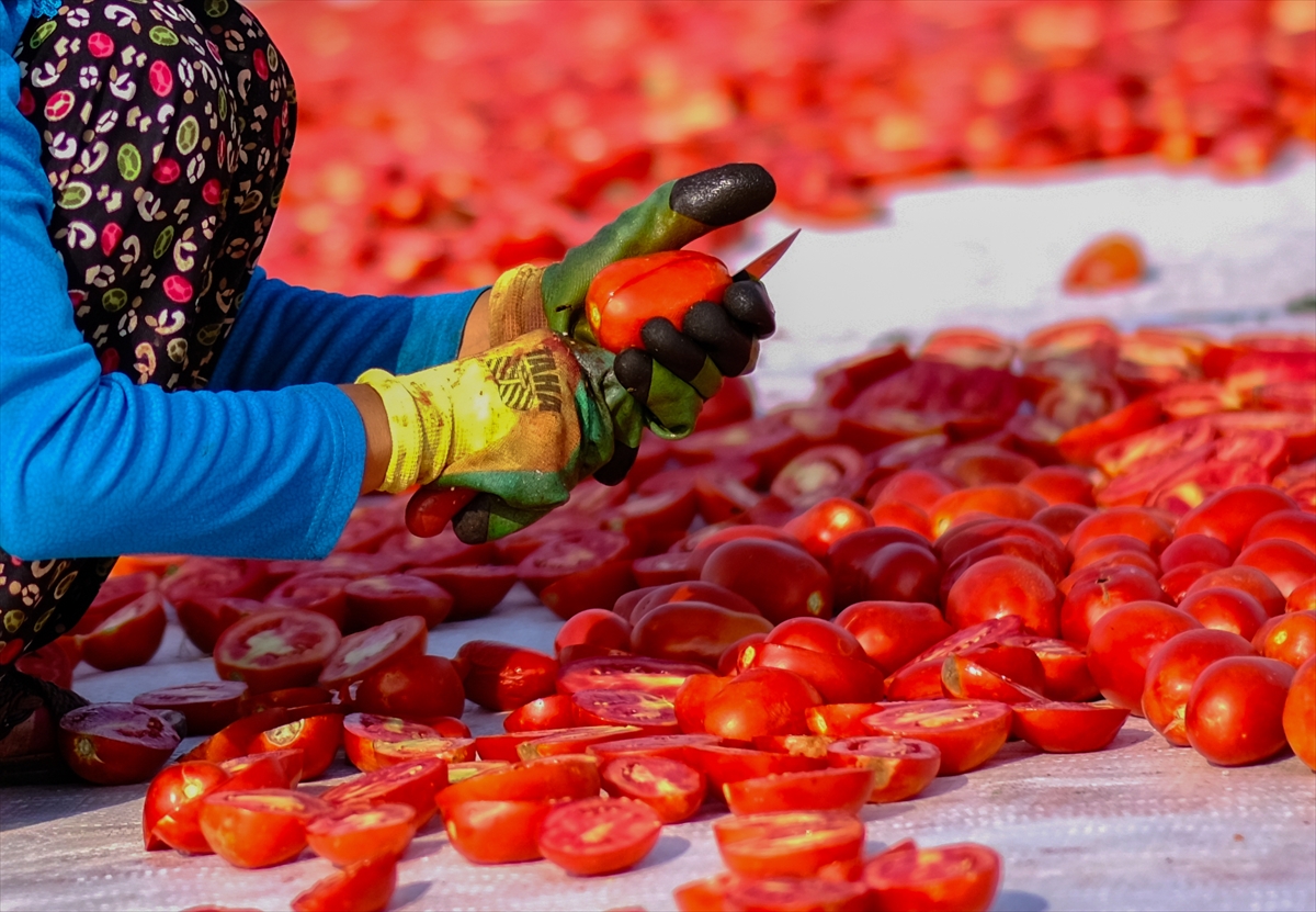 Diyarbakır’da domates kurutuma sezonu