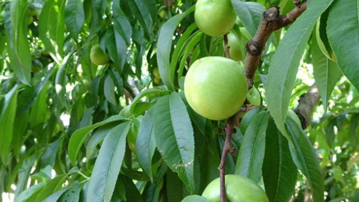 Hasat başladı! Yiyen mide sorunu tarihe gömüyor; kilosu 20 lira