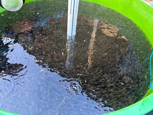 Bolu’da Üretilen 1 Milyon Pullu Sazan Balığı Yavrusu İç Sulara Bırakıldı