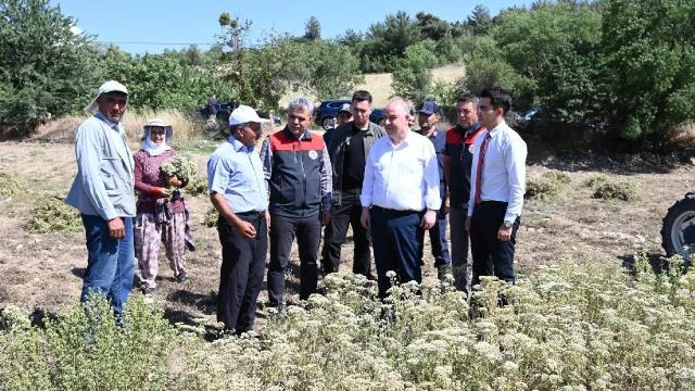 Kekik üretiminin merkezi Denizli’de hasat mesaisi erken başladı