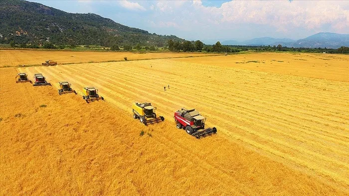 Buğdayda ithalat yasağı 15 Ekim’den önce kaldırılmayacak