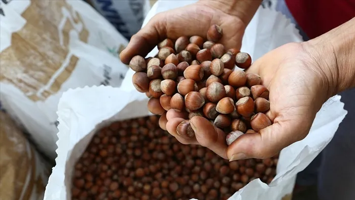 Fındık üreticisi hasat öncesi fiyatın açıklanmasını bekliyor