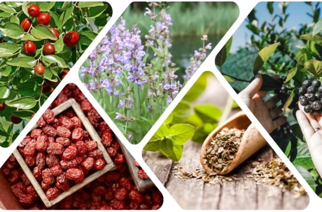 Kırşehir’de Alternatif Tarımsal Ürünler Semineri düzenlenecek