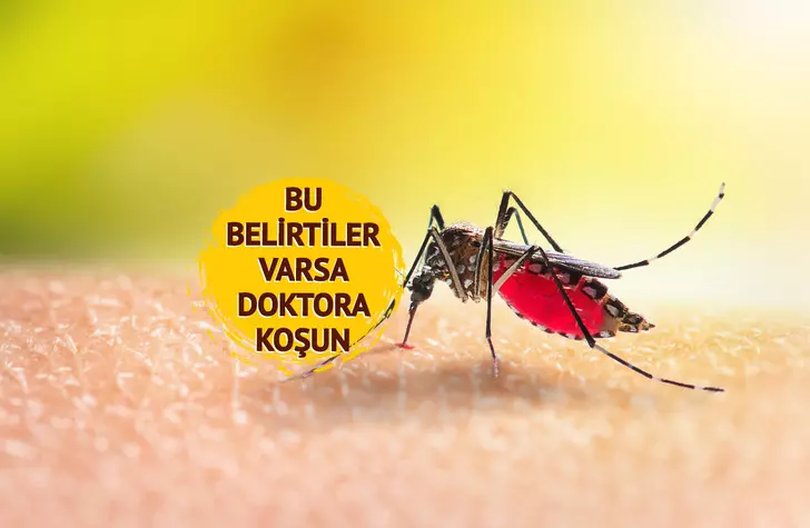 Böcek, sinek ısırığı deyip geçmeyin: Yaz aylarında artan tehlike! Hayatı tehdit ediyor