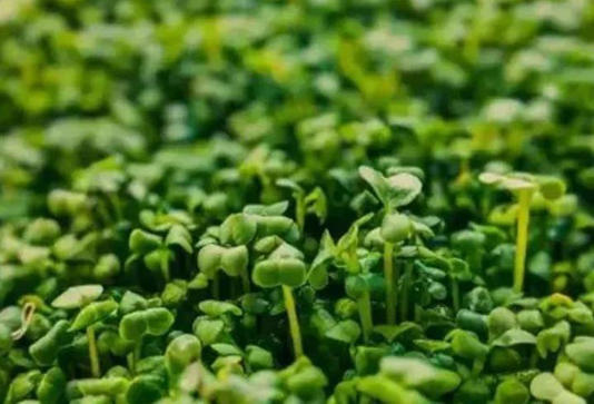 Vücuda ve insan sağlığına en fazla yararı olan sebze açıklandı.