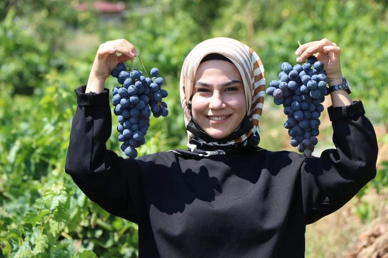 Tescilli Cimin üzümünde hasat zamanı