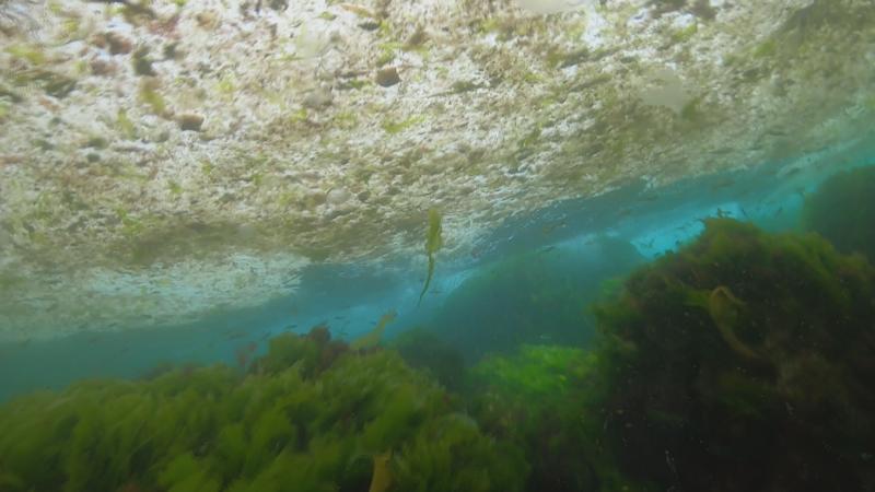 İtalya’nın Adriyatik kıyısında müsilaj sorunu ortaya çıktı