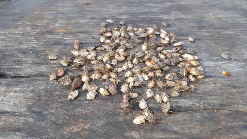 Artan sıcaklık böcek popülasyonunun çoğalmasına neden oluyor