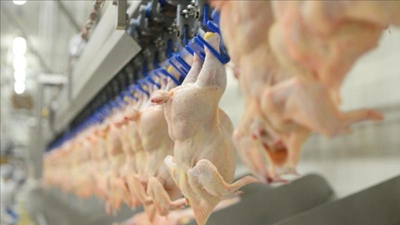 Tavuk eti üretimi haziranda 177 bin 740 ton oldu