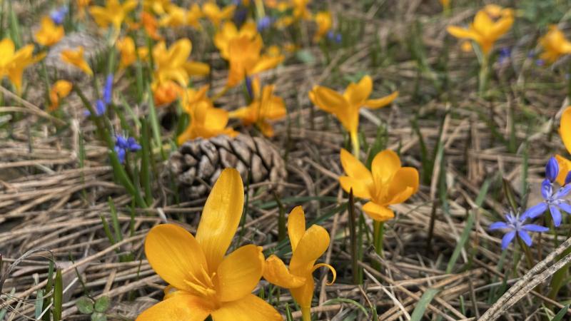 Keşfettiği türe eşinin ismini verdi: Çiğdem sözcüğü literatüre ilk kez Türkçe girdi