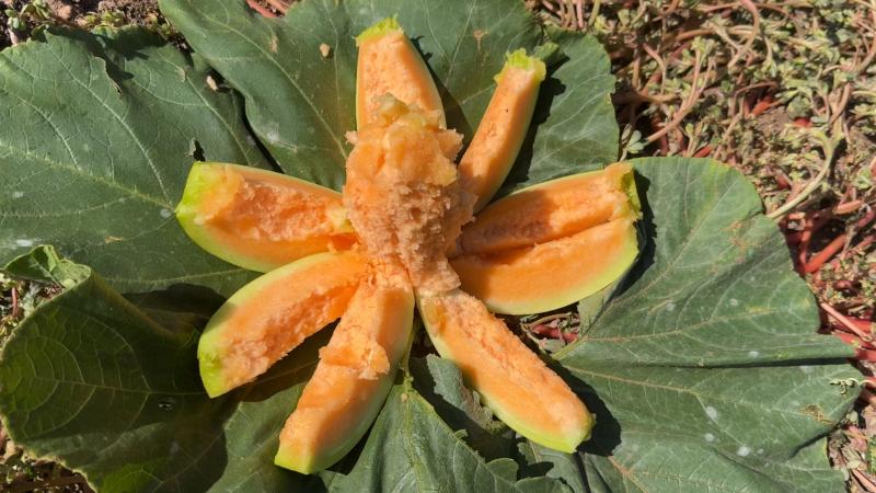 Yozgat’ın tescilli “bağrıbütün” kavunu için hasat zamanı