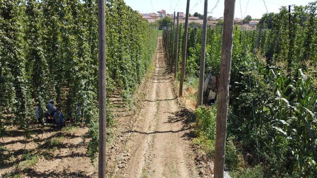Türkiye’de sadece Bilecik’te yetiştirilen şerbetçi otu hasat ediliyor