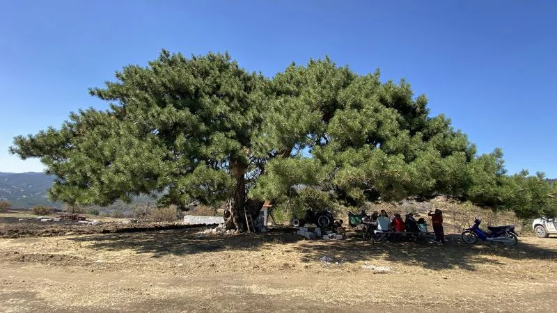 Asırlık ağaç köylülerin aldığı önlemle yanmaktan kurtarıldı