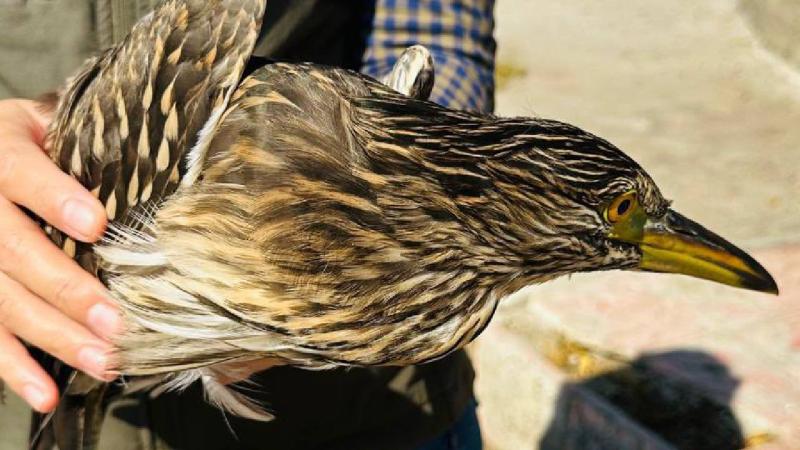 Şırnak’ta yaralı bulunan gece balıkçılı kuşu tedaviye alındı