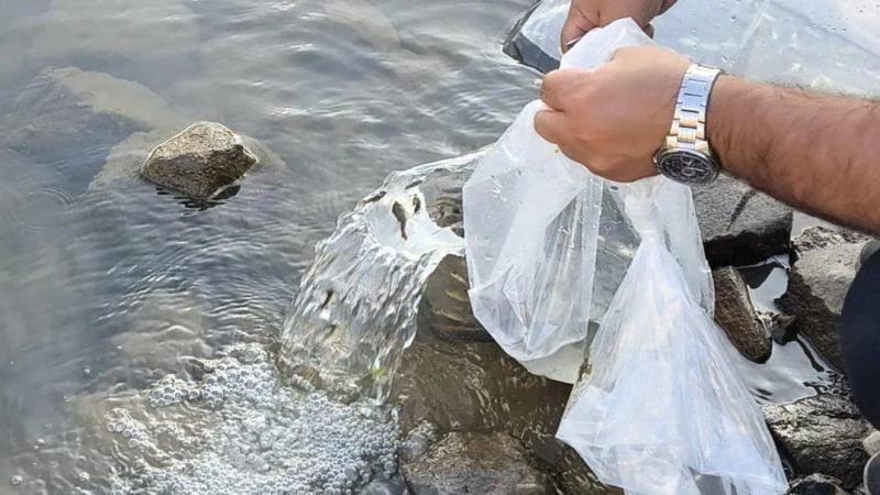 Yalova’da göletlere 100 bin sazan yavrusu bırakıldı