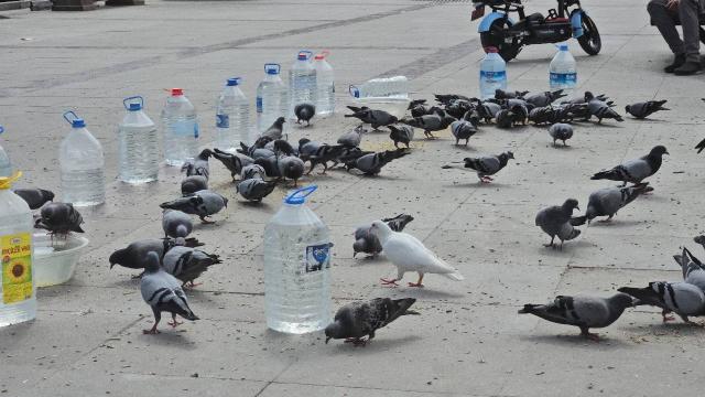 Tokatlı esnaftan kuşlara su bidonlu koruma