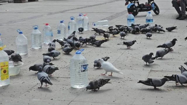 Tokatlı esnaftan kuşlara su bidonlu koruma