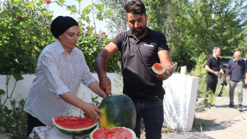 Iğdır’da üretilen karpuzun dördüncü hasadı başladı