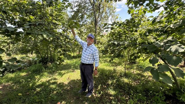 Fındık üreticisi, harmana yerden ısıtma sistemi kurmak için kolları sıvadı