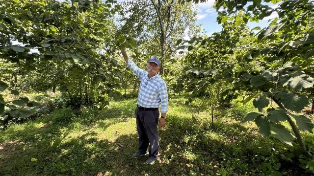 Fındık üreticisi, harmana yerden ısıtma sistemi kurmak için kolları sıvadı