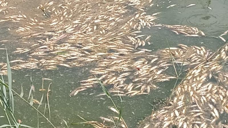 Edirne’de kuraklık toplu balık ölümlerine sebep oldu