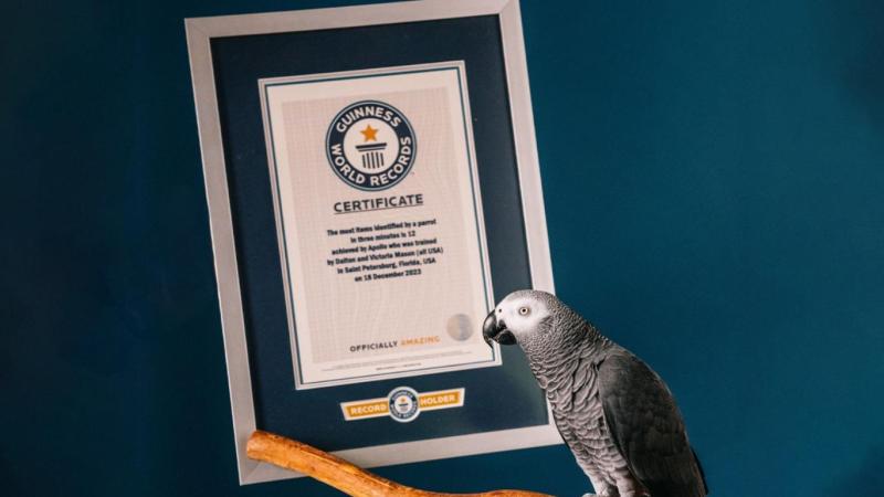 Bir papağan, Guinness Dünya Rekoru’nu kırdı