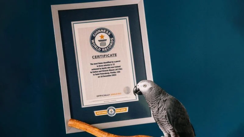 Bir papağan, Guinness Dünya Rekoru’nu kırdı