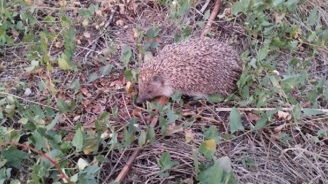 Muş Varto’da bitkin düşen kirpi etle beslendi