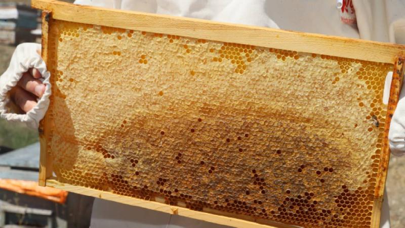 Bal hasadının başladığı Sivas’ta 6 bin 500 ton rekolte bekleniyor