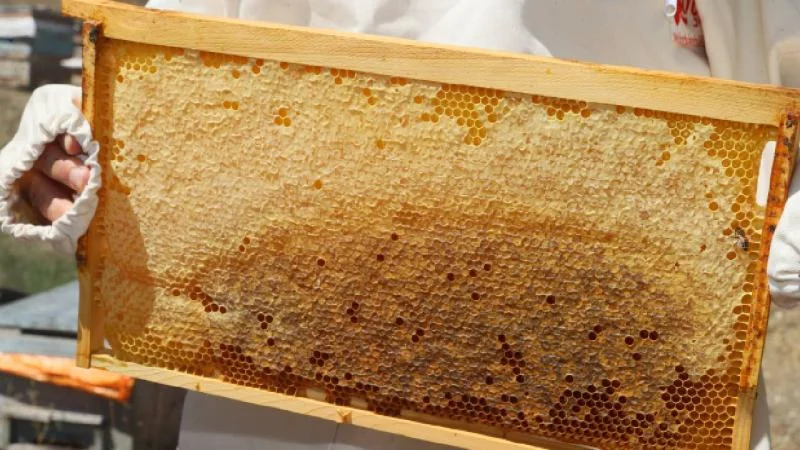 Bal hasadının başladığı Sivas’ta 6 bin 500 ton rekolte bekleniyor