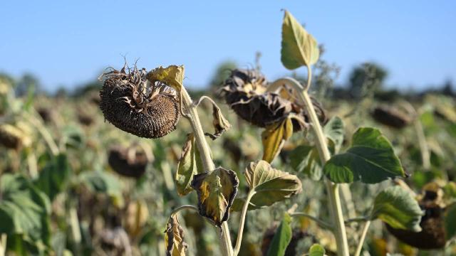 Edirne’de deneme ekimi yapılan yerli hibrit ayçiçeği hasat edildi