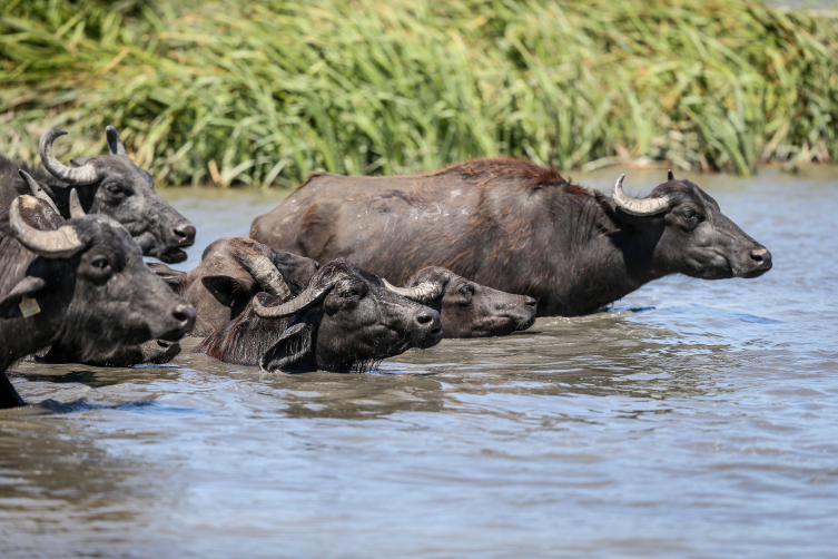 Bursa’da çaya giren mandalar bufalo sürülerini andırıyor