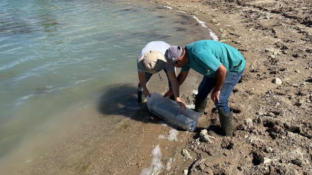 Çorum’da göletlere 48 bin yavru sazan balığı bırakıldı