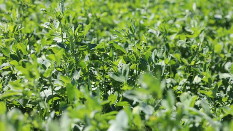 Niğde’de yüksek verimli yonca çeşidi geliştirildi