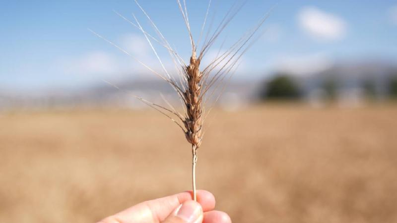 Erzurum’da tohum üzerine çalışmalar yapılacak AR-GE laboratuvarı açıldı